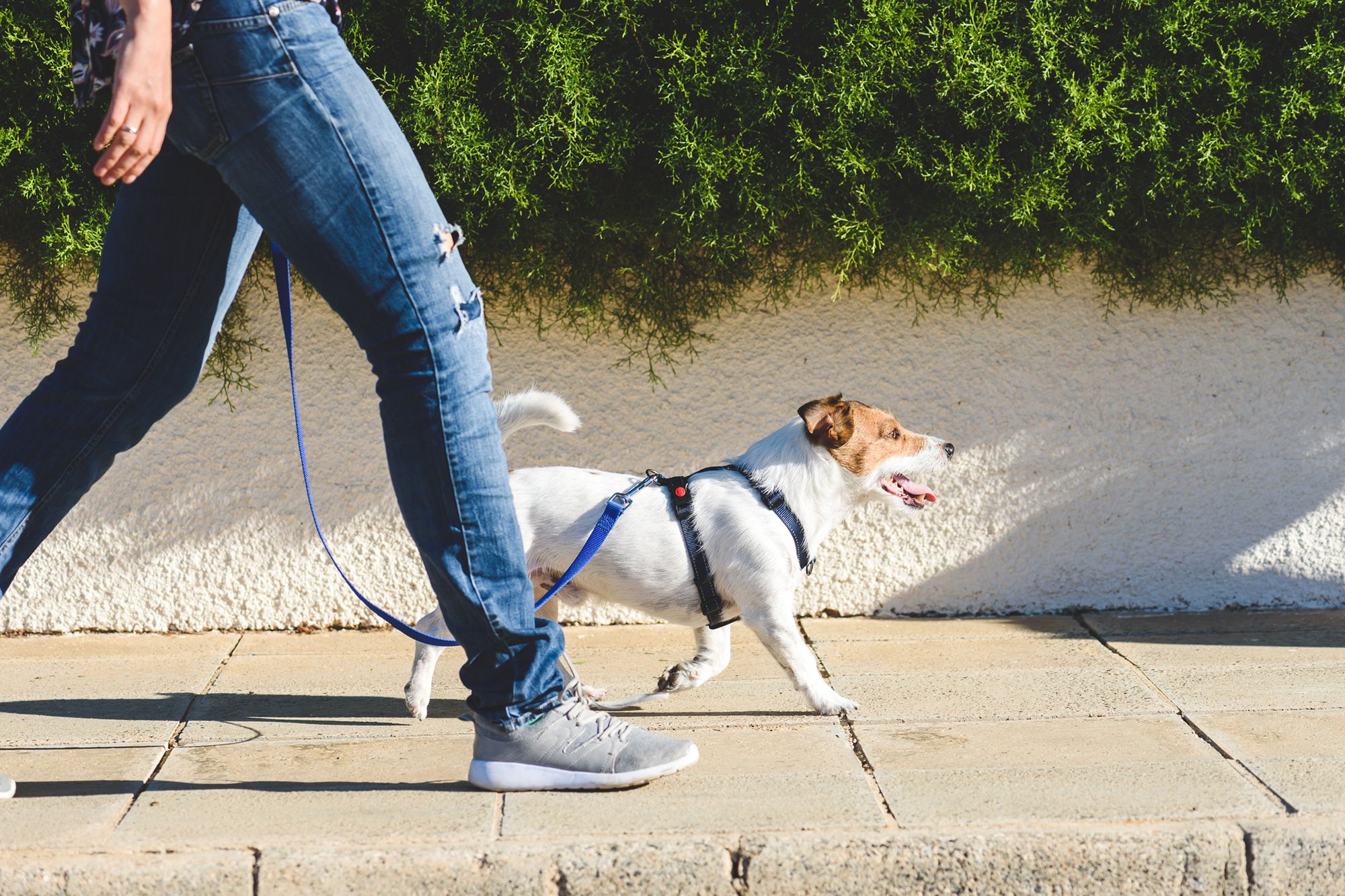 REMINDER: Pick Up Dog Waste